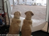 hi-dogs-enjoying-view-1-of-1