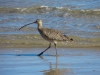 curlew