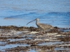 curlew2
