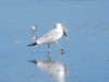 gull-not-sharing