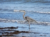 heron