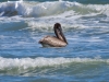 pelican-surfing