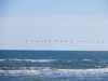 pelicans