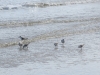 sanderlings