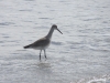 willet