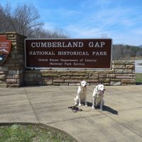 dog cgnp sign