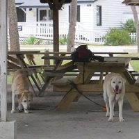 yellow labs