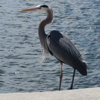 heron-feature