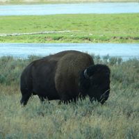 bison-feature